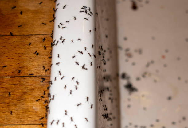 Best Cockroach Control Services  in Oill, NE